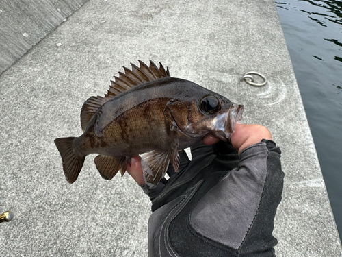 メバルの釣果