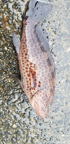 オオモンハタの釣果