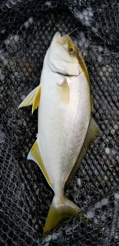 ショゴの釣果