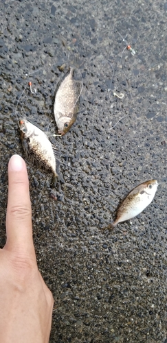 アイゴの釣果