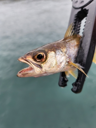 ムツの釣果