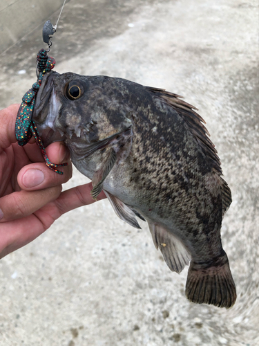 ソイの釣果