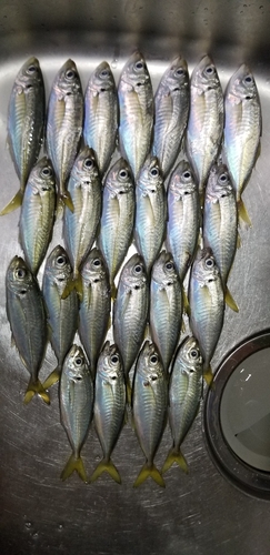 アジの釣果