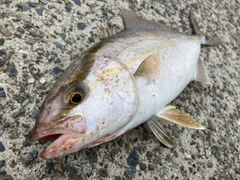 ショゴの釣果