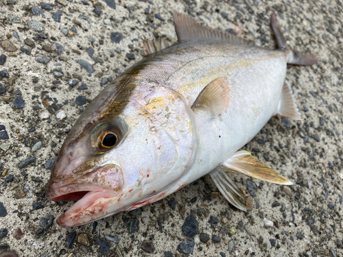 ショゴの釣果