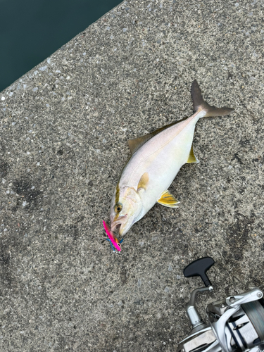 カンパチの釣果