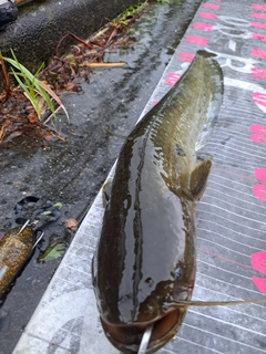 ナマズの釣果