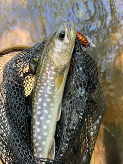 アメマスの釣果