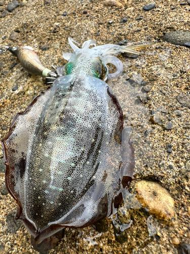 雄島