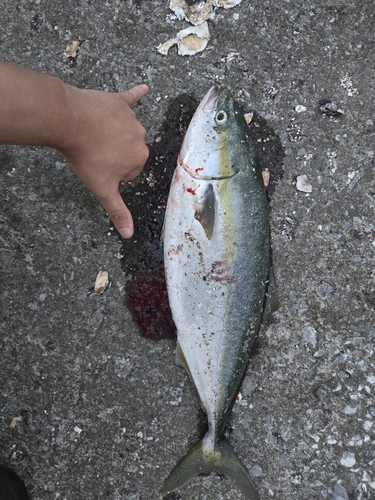 イナダの釣果