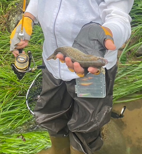 イワナの釣果