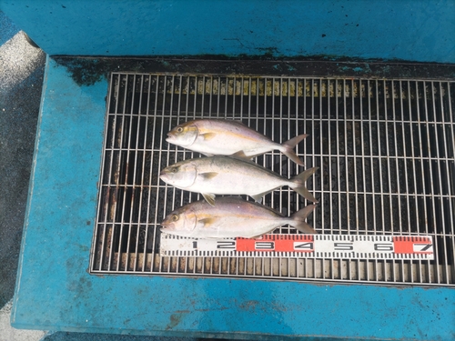 ショゴの釣果