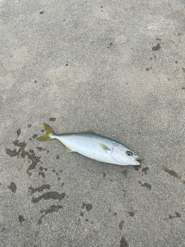 ワカシの釣果