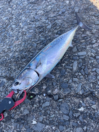 ソウダガツオの釣果