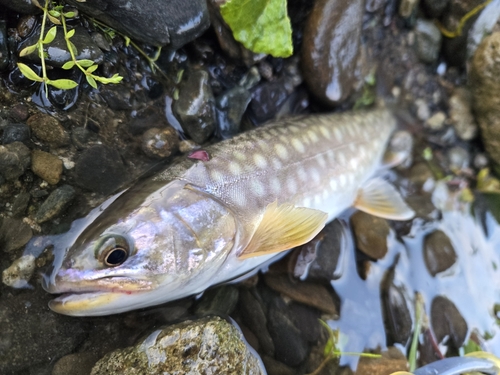 アメマスの釣果