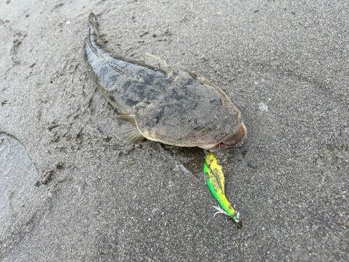 マゴチの釣果