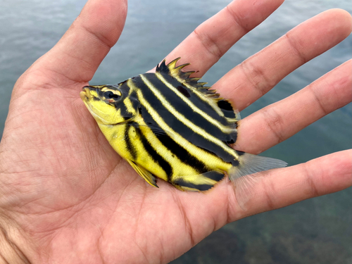 カゴカキダイの釣果