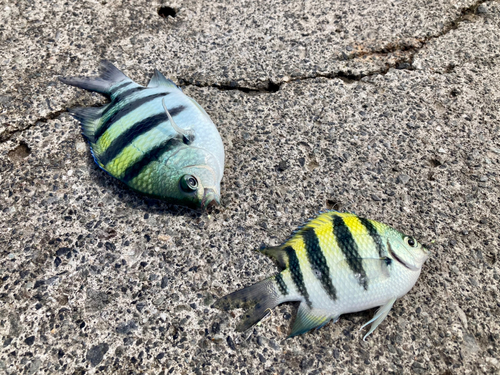 オヤビッチャの釣果