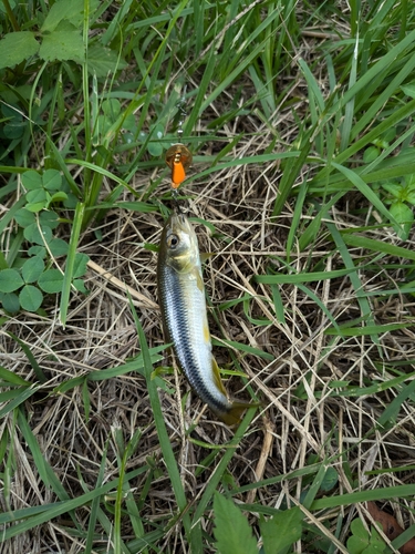 カワムツの釣果