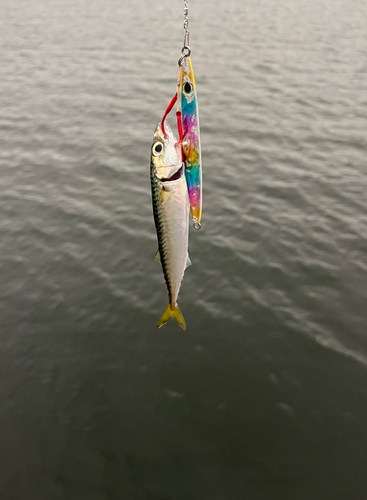 サバの釣果