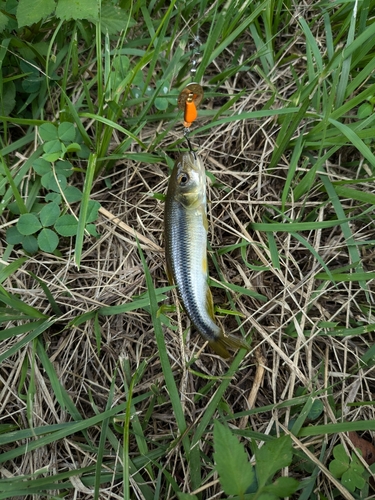 カワムツの釣果