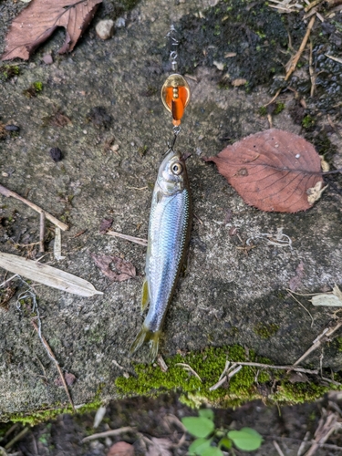 カワムツの釣果