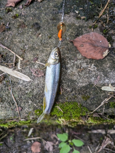 カワムツの釣果