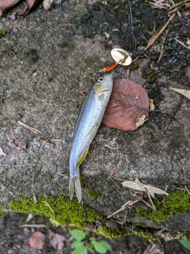 カワムツの釣果