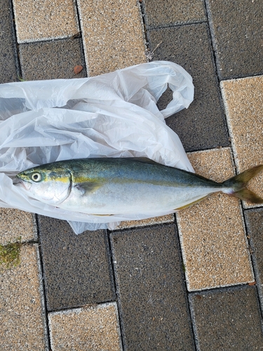 ワカシの釣果