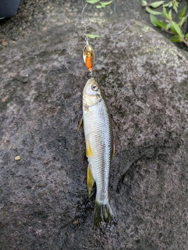 カワムツの釣果