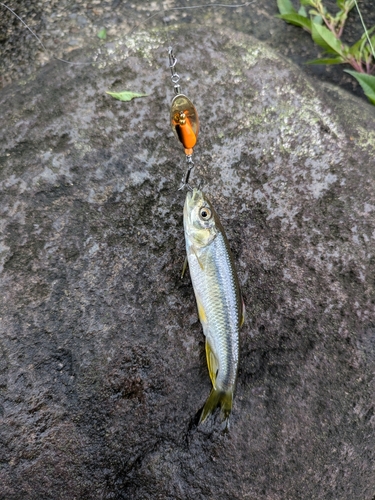 カワムツの釣果