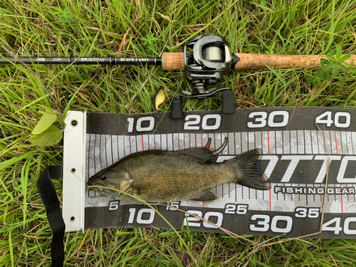 スモールマウスバスの釣果