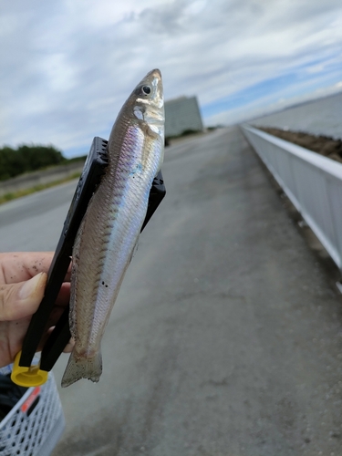 シロギスの釣果