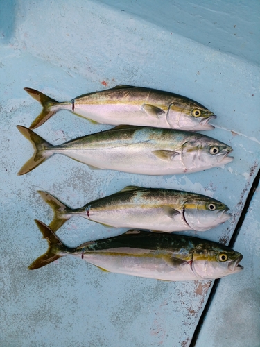 ツバスの釣果