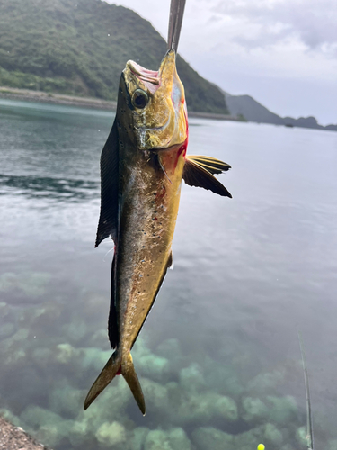 シイラの釣果