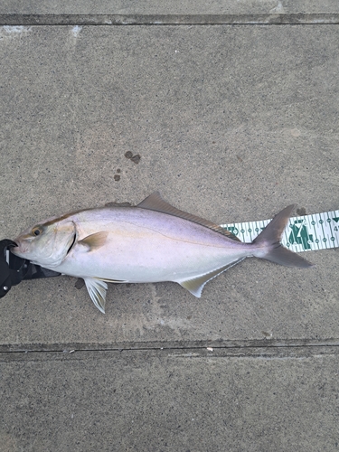 ショゴの釣果