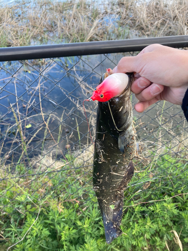 ナマズの釣果