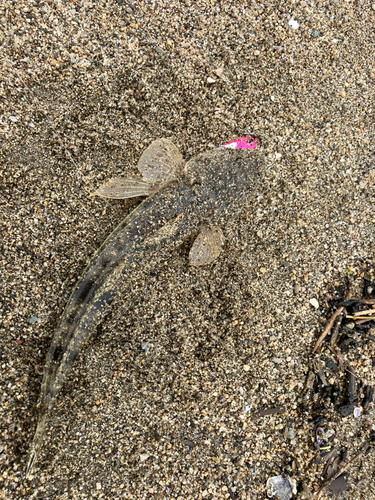 マゴチの釣果