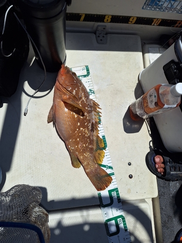 アコウの釣果