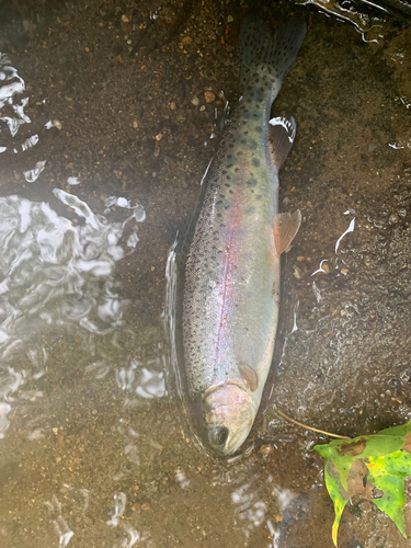 ニジマスの釣果