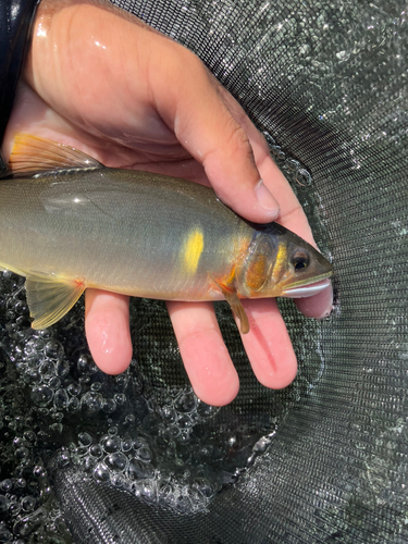 アユの釣果