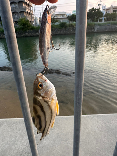 コトヒキの釣果