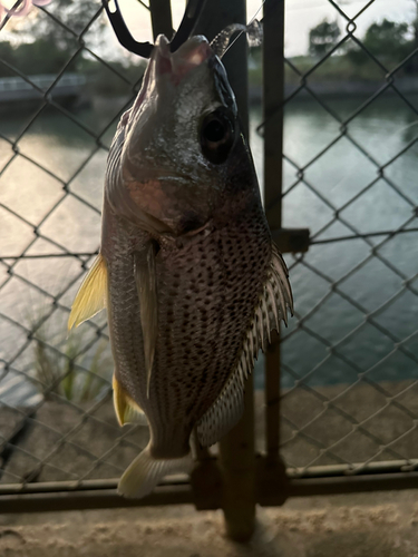 ホシミゾイサキの釣果