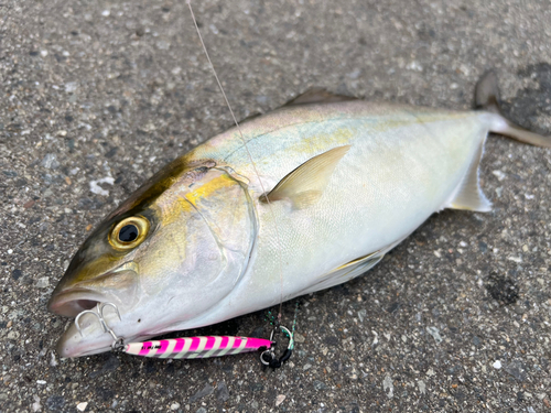 ショゴの釣果