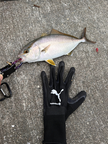 アナゴの釣果