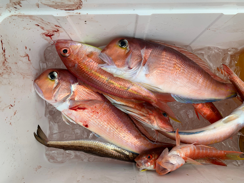 アカアマダイの釣果