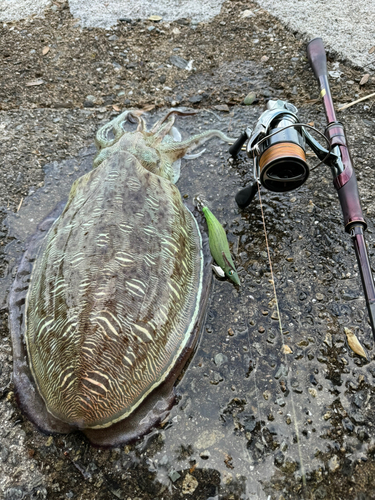 モンゴウイカの釣果