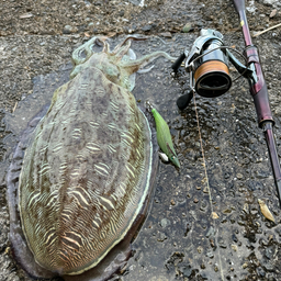 モンゴウイカ