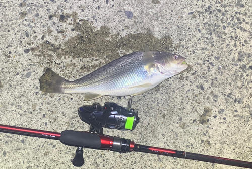 イシモチの釣果