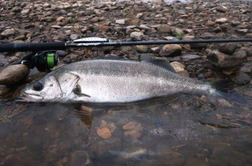 スズキの釣果